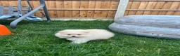 Pomeranian dogs for sale: Small Beautiful Pomeranian Boy  - Advert 26