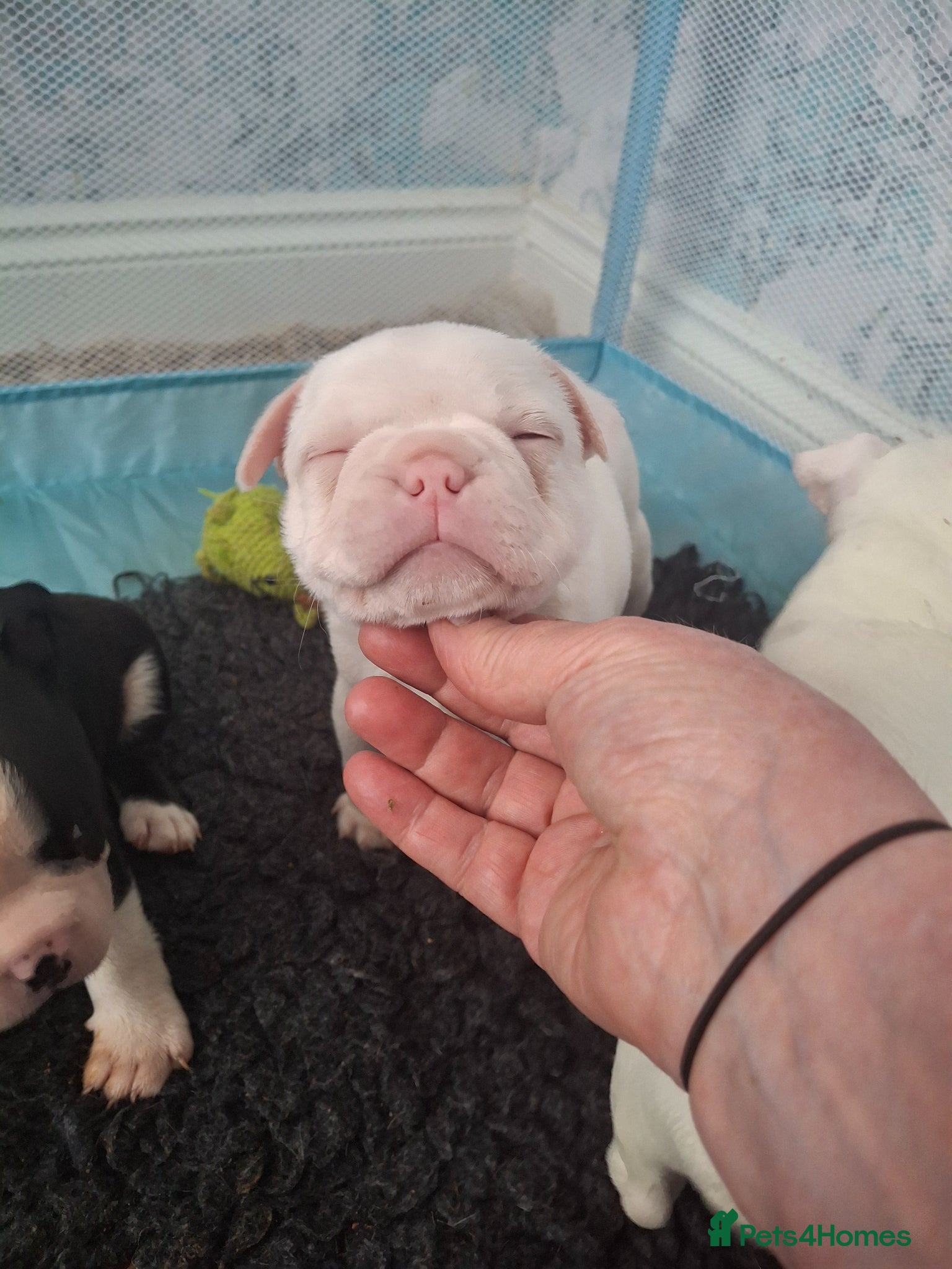Boston Terrier dogs Stunning Boston Terriers Boys.  - Advert 12