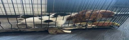 Cavapoo dogs for sale: Stunning Cavapoos  - Advert 7