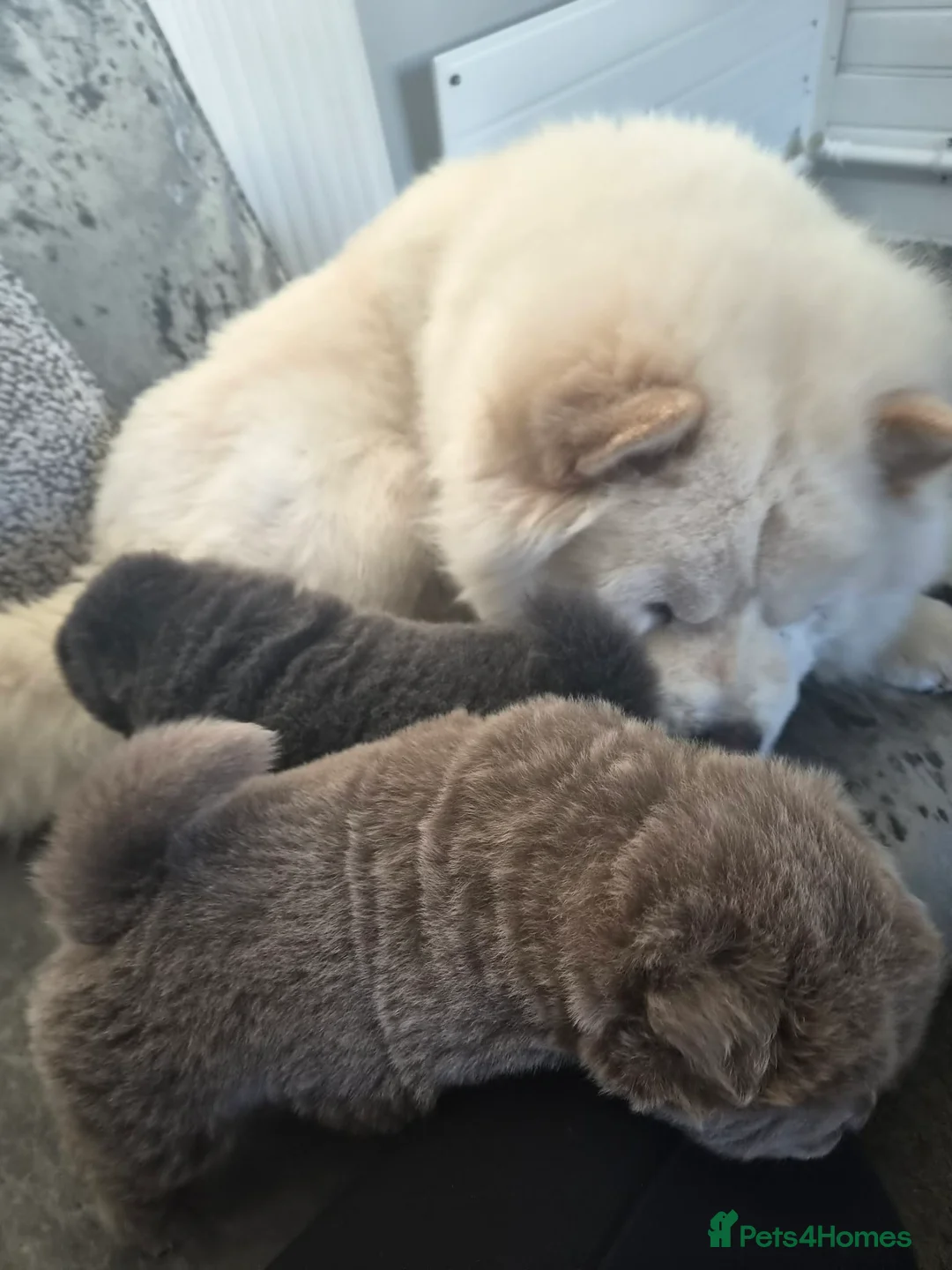 Chow Chow dogs for sale: Chow chow puppy in Doncaster - Advert 2