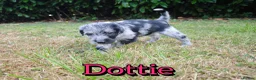 Mixed Breed dogs for sale: Loving Parsons Russell Cross Puppies  - Advert 20