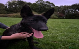 Belgian Shepherd Dog dogs for sale: DUTCH Shepherd puppies - Image 2