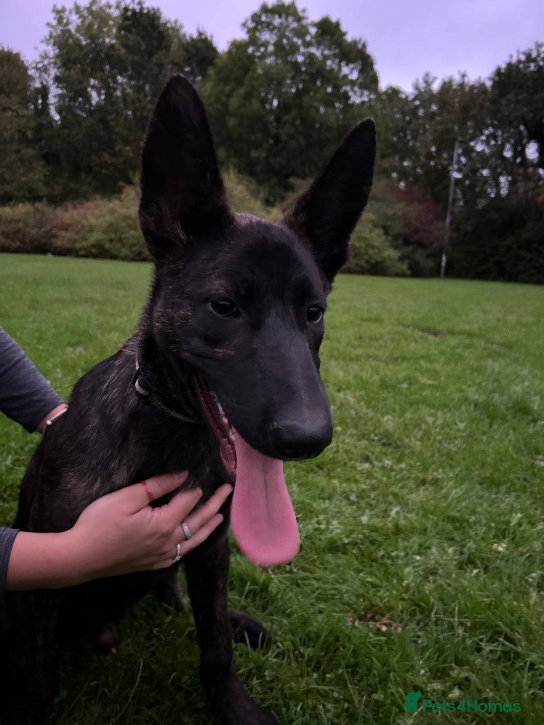 Belgian Shepherd Dog dogs for sale: DUTCH Shepherd puppies - Image 2