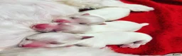 Maltese dogs for sale: Tiny Maltese Puppies From 2kg Parents - Advert 4