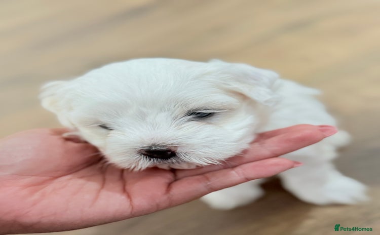 Bichon Frise dogs - Advert 4