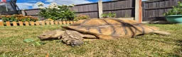 Tortoise reptiles for sale: 15 year old Sulcata Tortoise 23" - Advert 6
