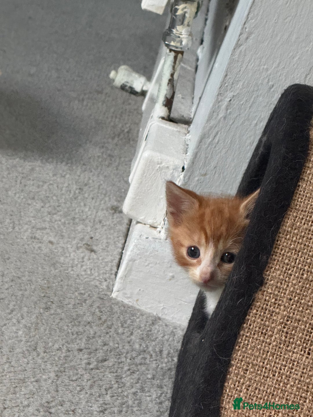 Mixed Breed cats for sale: Mixed kittens for sale - Image 22