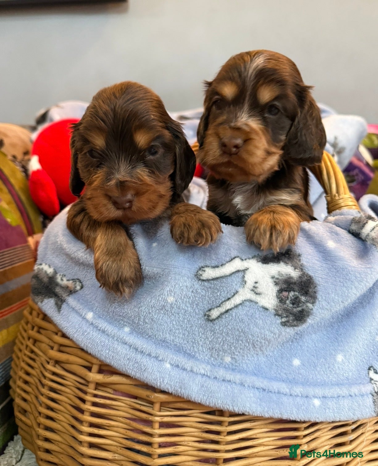 Cocker Spaniel dogs show cocker spaniels from health tested parents - Advert 13
