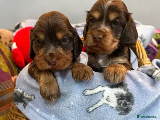 Cocker Spaniel dogs Quality show cocker spaniels (Ready now) - Advert 11