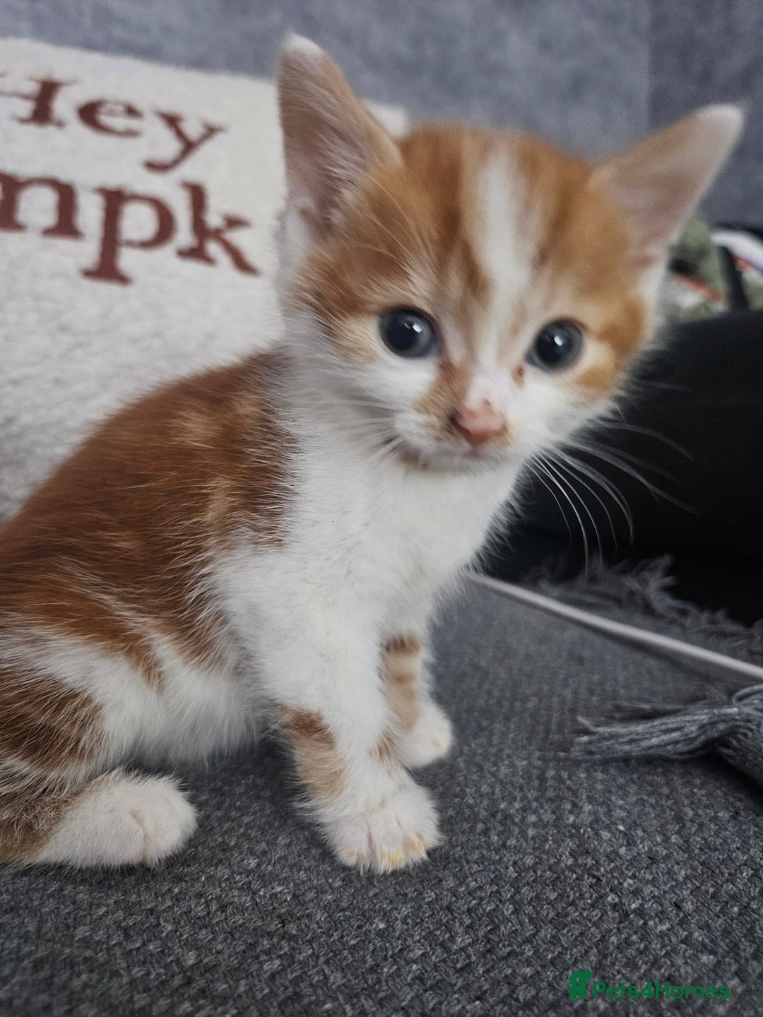 Mixed Breed birds for sale: Adorable kittens looking for forever home  - Image 10