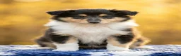 Rough Collie dogs for sale: 7 Gorgeous rough collie puppies for sale in Spalding - Advert 8