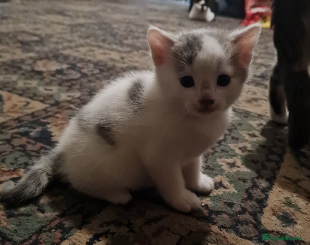 Mixed Breed cats for sale: 5 Adorable Kittens - Advert 8