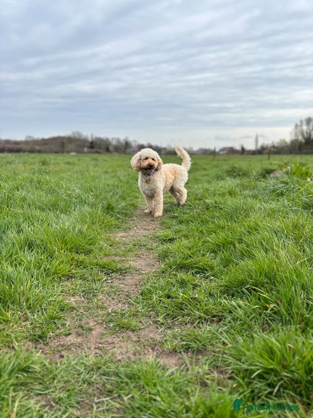 Cockapoo dogs for sale: 2.5year old female cockapoo in Liverpool - Advert 2