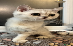 Scottish Fold cats for sale: Scottish Kittens – Fold & Straight – Ready Now - Image 25