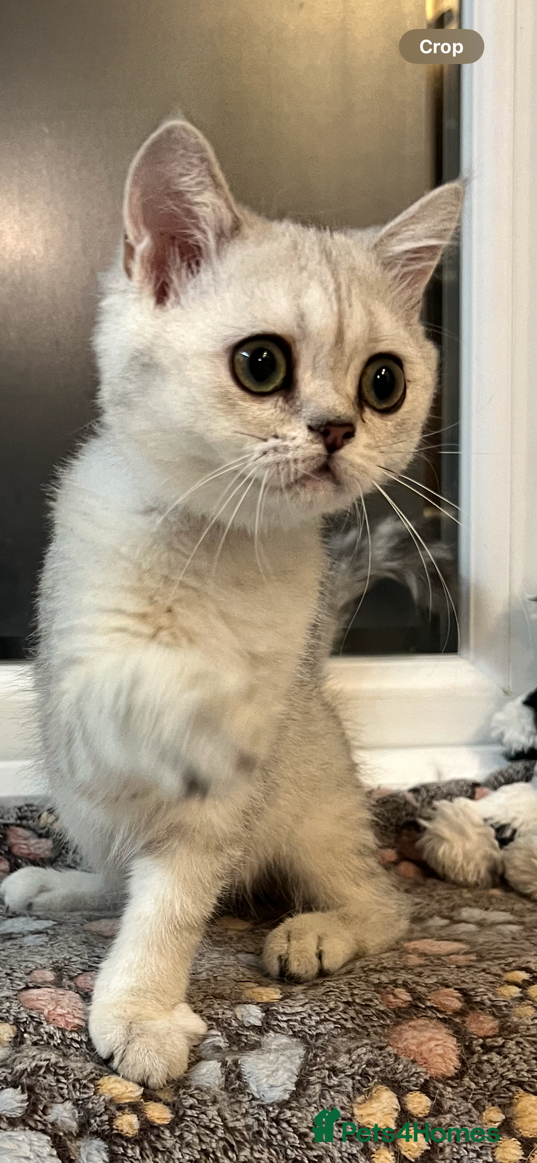 Scottish Fold cats for sale: Scottish Kittens – Fold & Straight – Ready Now - Image 25