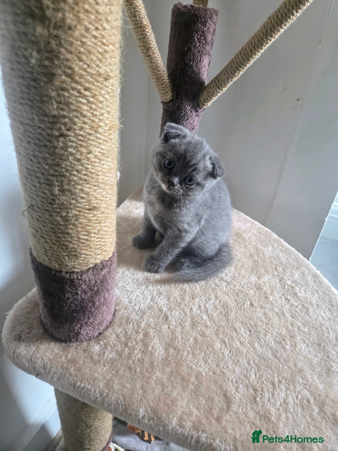 Scottish Fold cats for sale: 2 beautiful Scotish fold girls - Image 4
