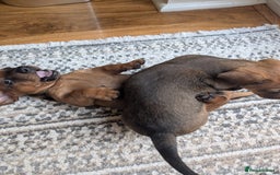 Dachshund dogs for sale: Three Miniature Dachshund puppies ready for sale  - Image 3