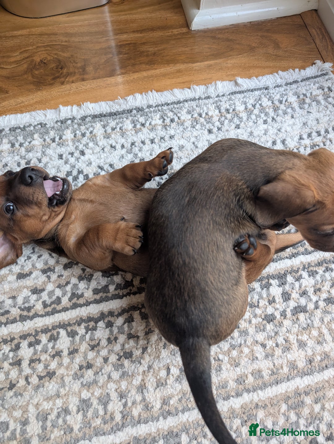 Dachshund dogs for sale: Three Miniature Dachshund puppies ready for sale  - Image 3