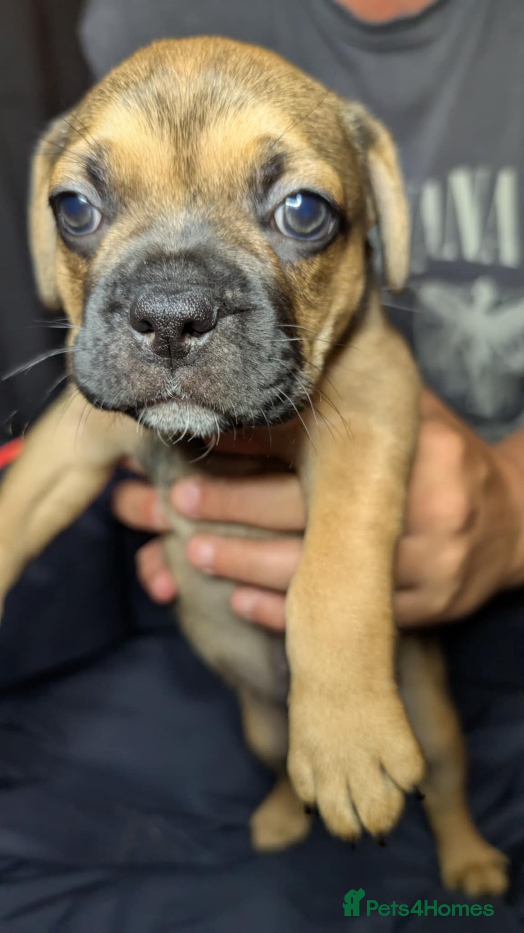 Mixed Breed dogs for sale: Frenchie x pups  - Image 8