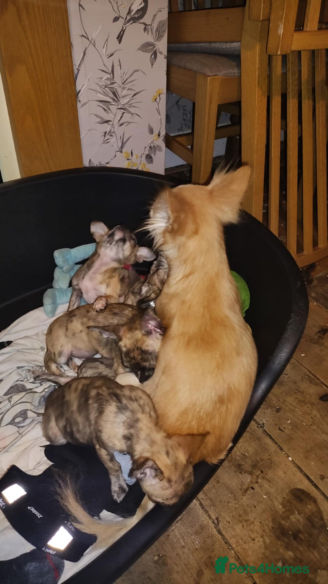 Chihuahua dogs for sale: Beautiful puppies ready for forever homes  - Advert 5