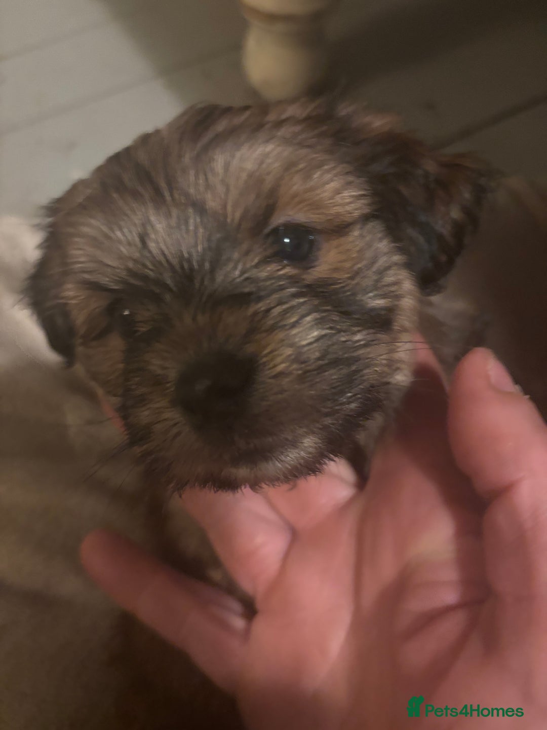 Mixed Breed dogs for sale: One Little Boy Available  - Advert 4