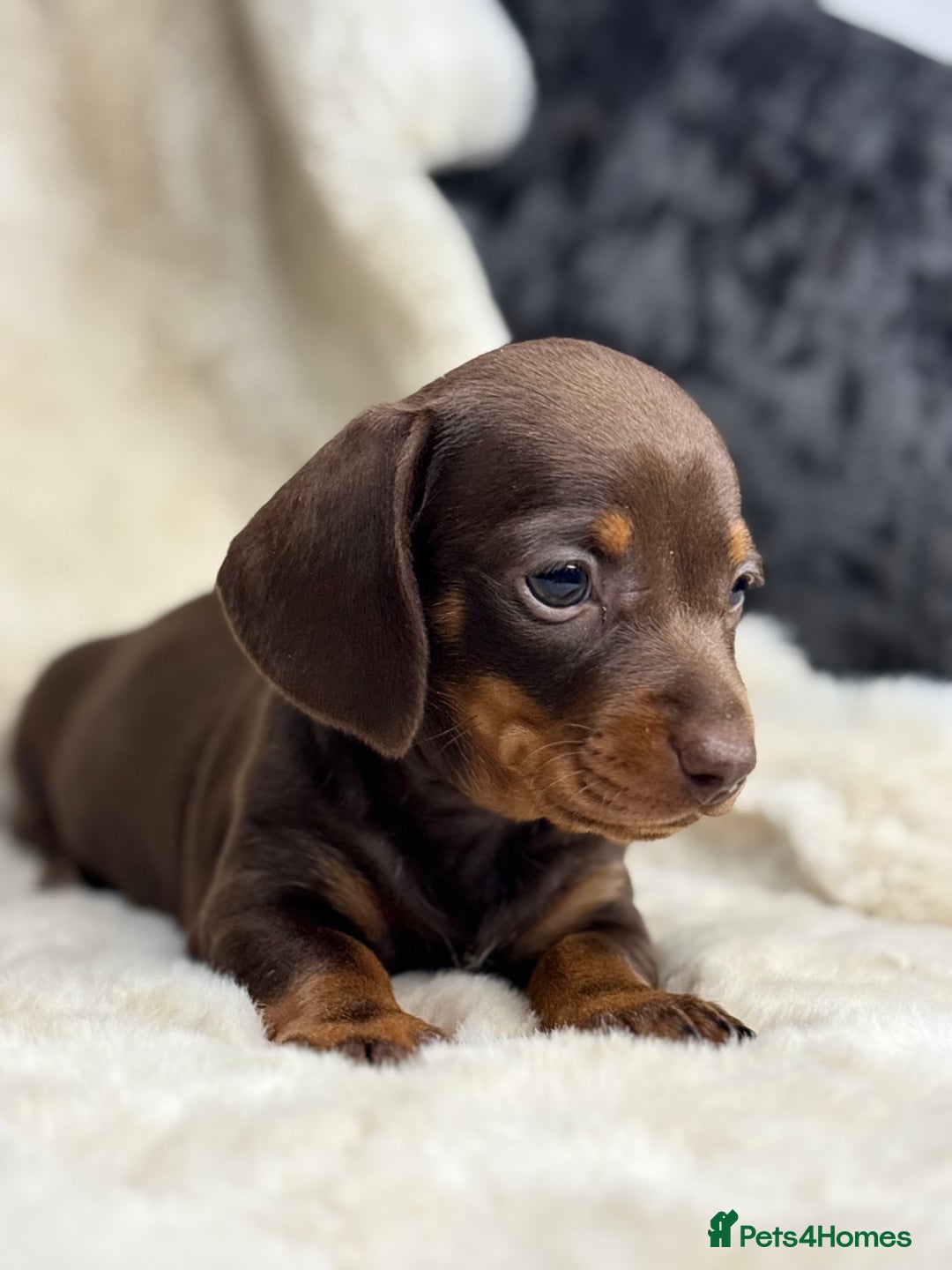 Miniature Dachshund dogs for sale: Quality health tested mini smooth dachshund pups  - Advert 15