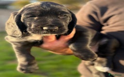 Cockerdor dogs for sale: Cockerdor puppies ready 10th October.  - Image 6
