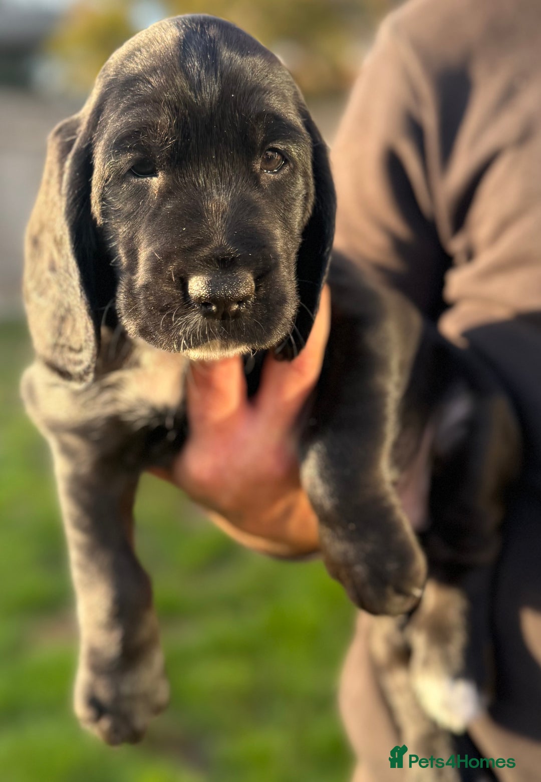 Cockerdor dogs for sale: Cockerdor puppies ready 10th October.  - Image 6