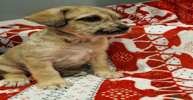 Mixed Breed dogs Frenchi /Mini Poodle Puppies First Gen ❤️  - Advert 8