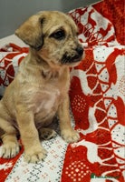 Mixed Breed dogs Frenchi /Mini Poodle Puppies First Gen ❤️ - Advert 8