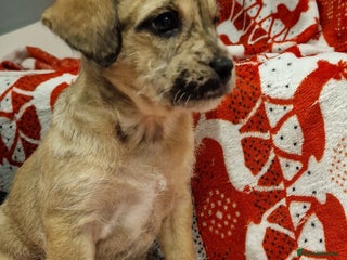 Mixed Breed dogs Frenchi /Mini Poodle Puppies First Gen ❤️ - Advert 3