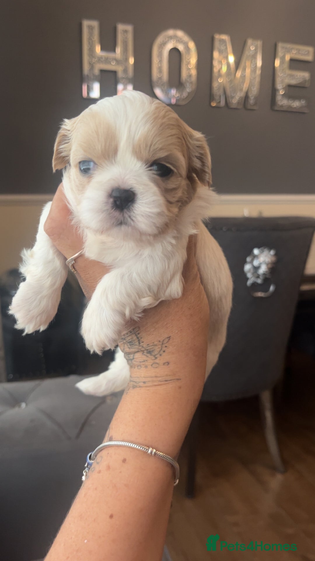 Shih Tzu dogs for sale: Cream and chocolate imperial shih tzu pups - Image 14