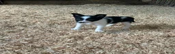 Border Collie dogs for sale: ISDS registered pups - Advert 7