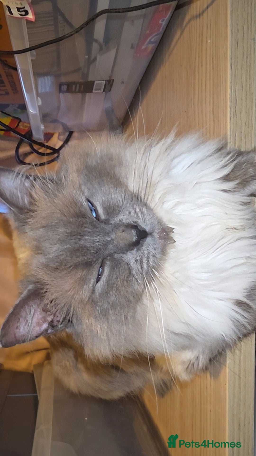 Ragdoll cats Male entire blue point ragdoll  - Advert 1