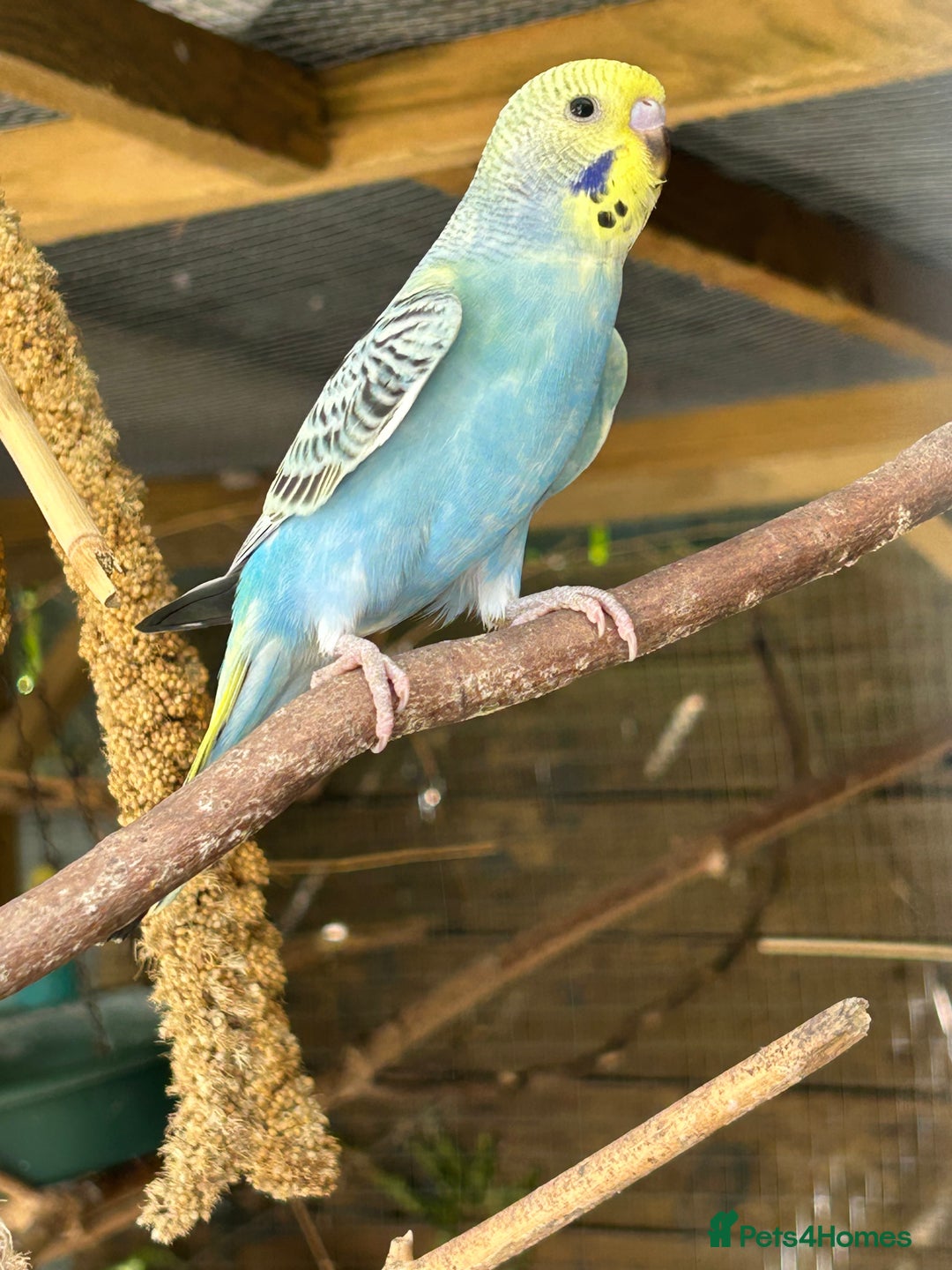 Budgerigars birds for sale: BEAUTIFUL BABY BUDGIES FOR SALE - Image 5