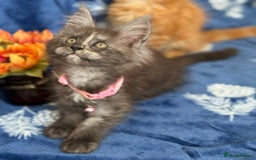Maine Coon cats for sale: Pedigree MainCoon Kittens  - Image 16