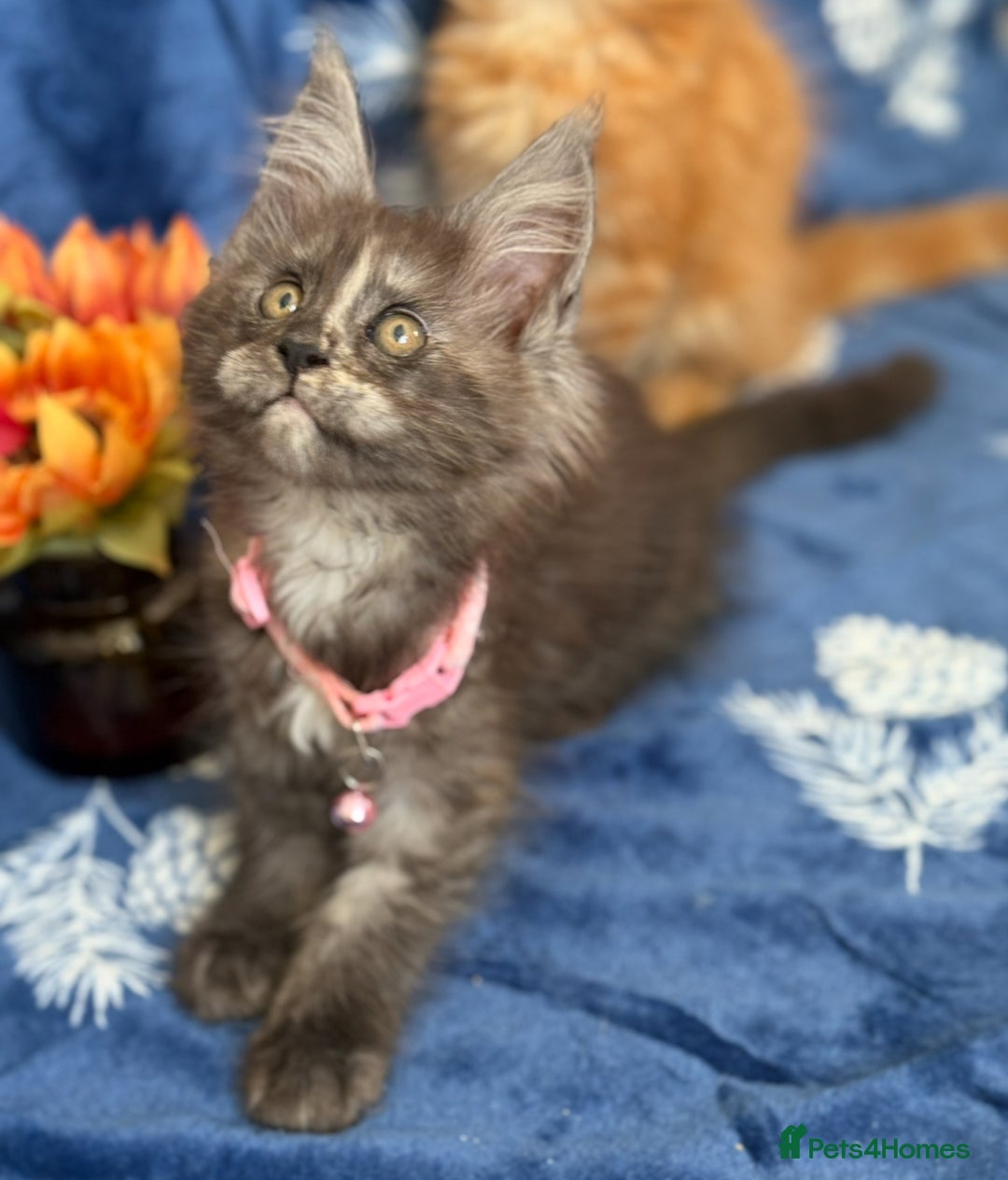 Maine Coon cats for sale: Pedigree MainCoon Kittens  - Image 16