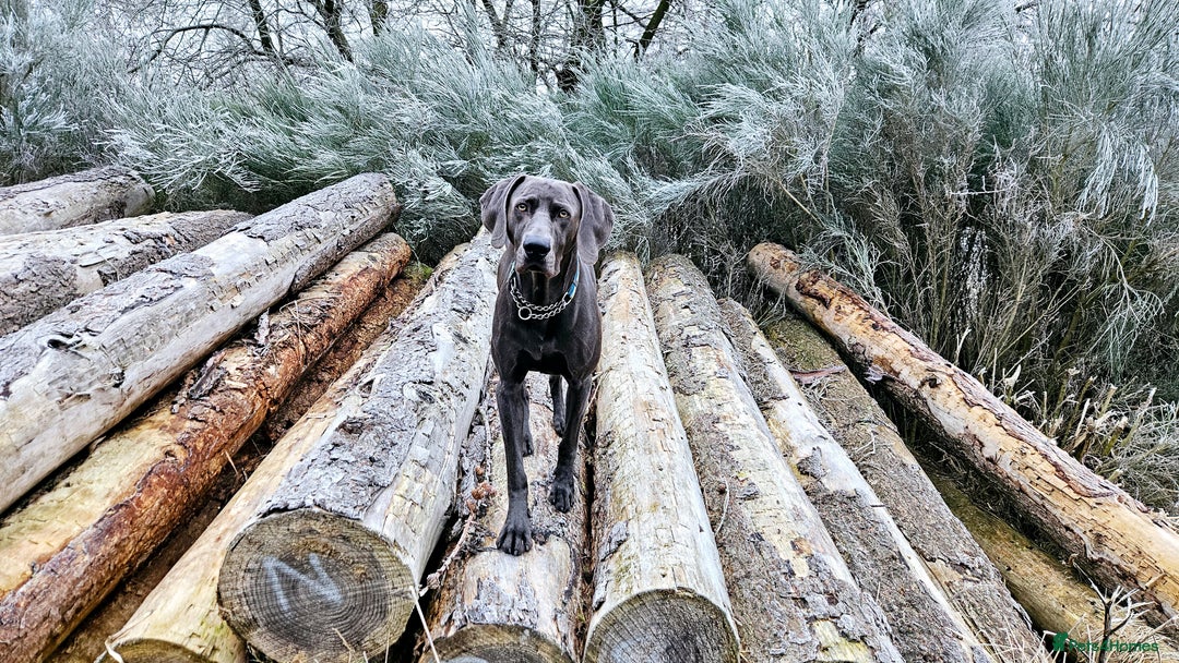 Weimaraner dogs for stud: Blue Weimaraner for Stud - Image 8
