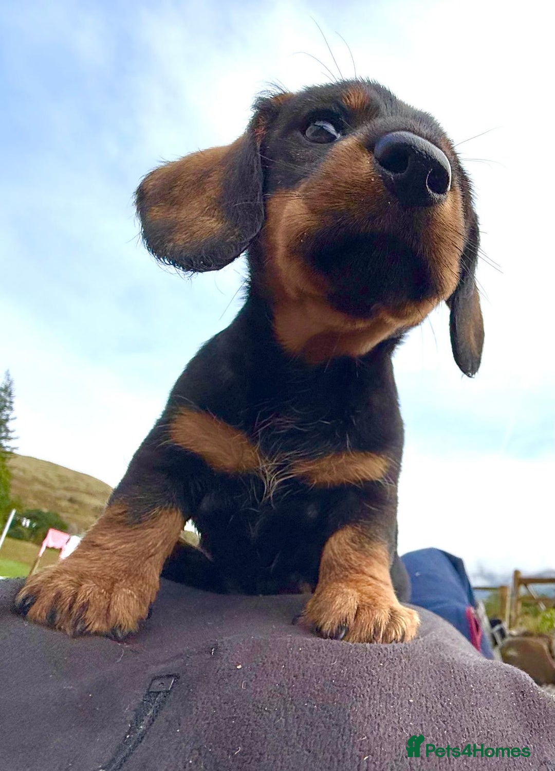 Dachshund dogs for sale: Wire Haired Dachshund 'Teckel' puppies for sale - Image 6