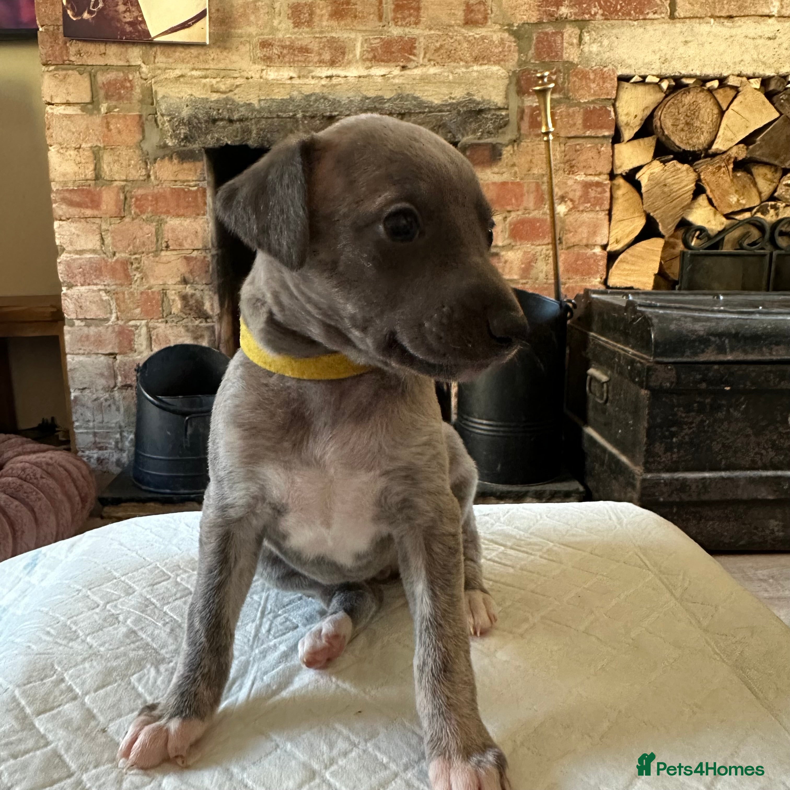 Whippet dogs STUNNING KC REGISTERED PUPS - Advert 3