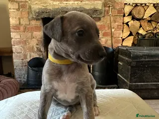 Whippet dogs STUNNING KC REGISTERED PUPS - Advert 3