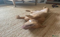 Mixed Breed dogs for sale: Pocket bully - Image 3