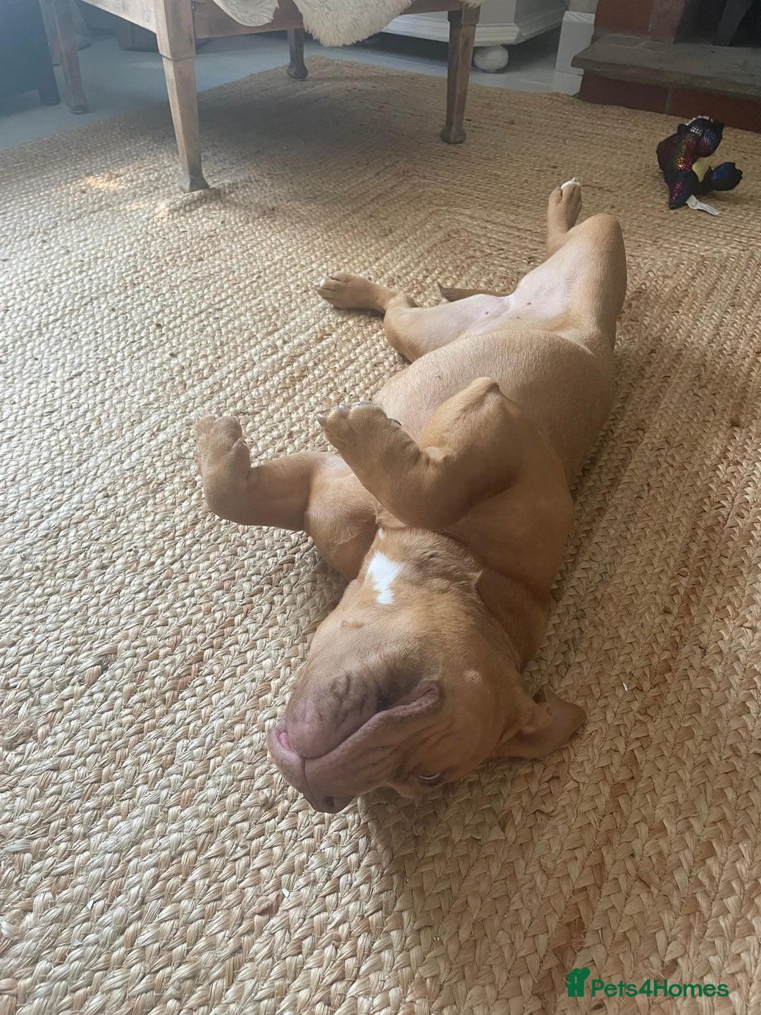 Mixed Breed dogs for sale: Pocket bully - Image 3