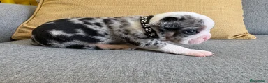 English Bulldog Puppy 2