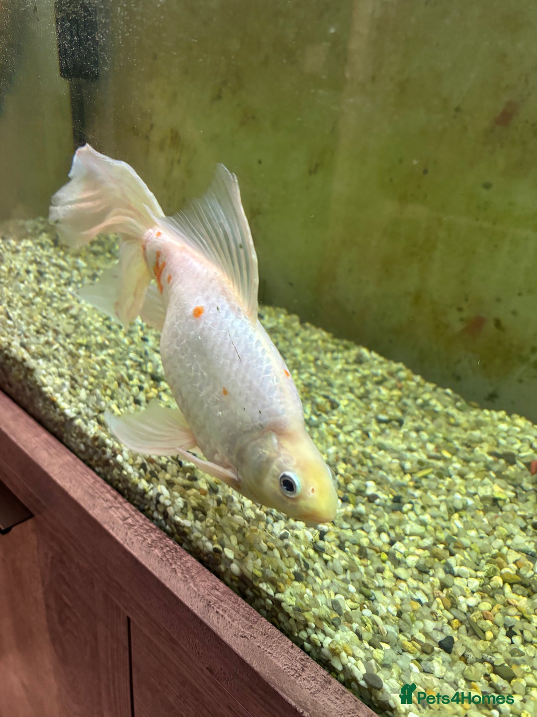 Goldfish fish for sale: Goldfish - Advert 1