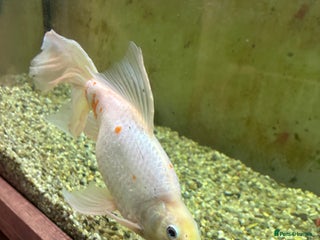 Goldfish fish Goldfish - Advert 1