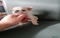 French Bulldog dogs for sale: Gorgeous French bulldog puppies Just 1 girl left!  - Advert 37