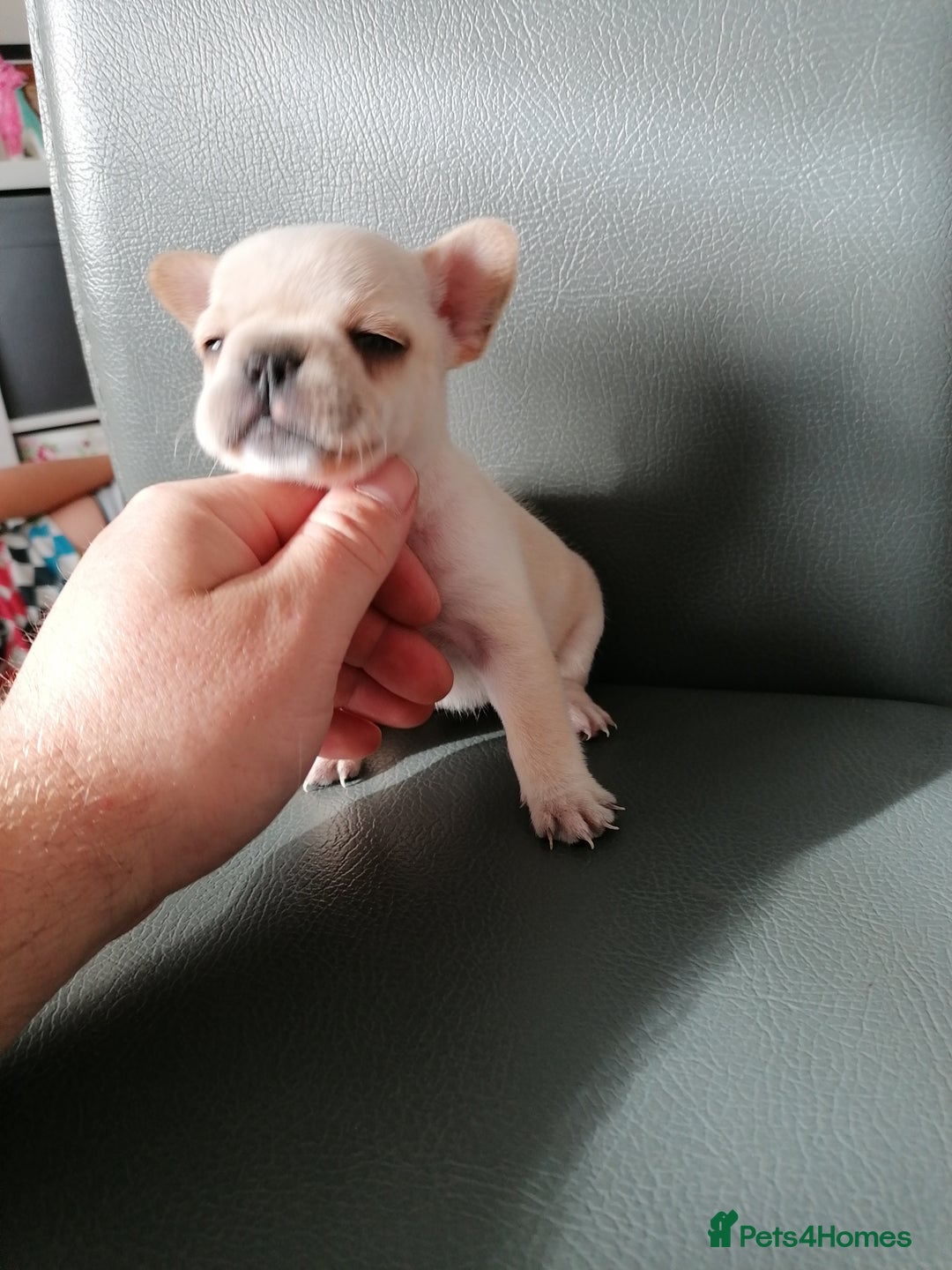 French Bulldog dogs for sale: Gorgeous French bulldog puppies Just 1 girl left!  - Advert 37