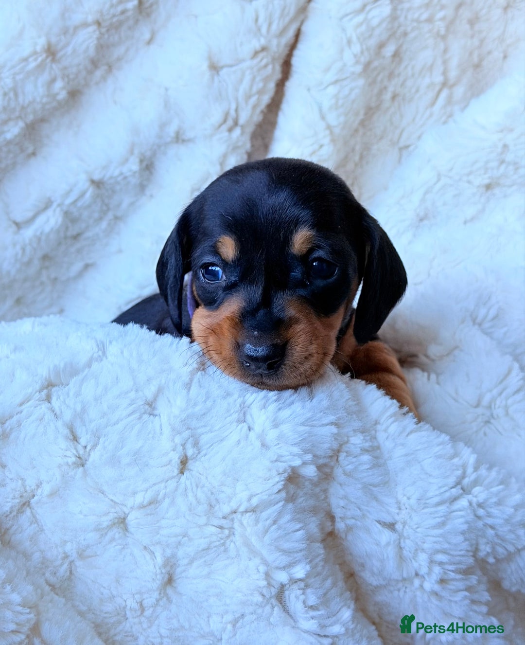 Miniature Dachshund dogs for sale: 🩵🩷✨ STUNNING MINIATURE DACHSHUND LITTER ✨🩷🩵 - Advert 31