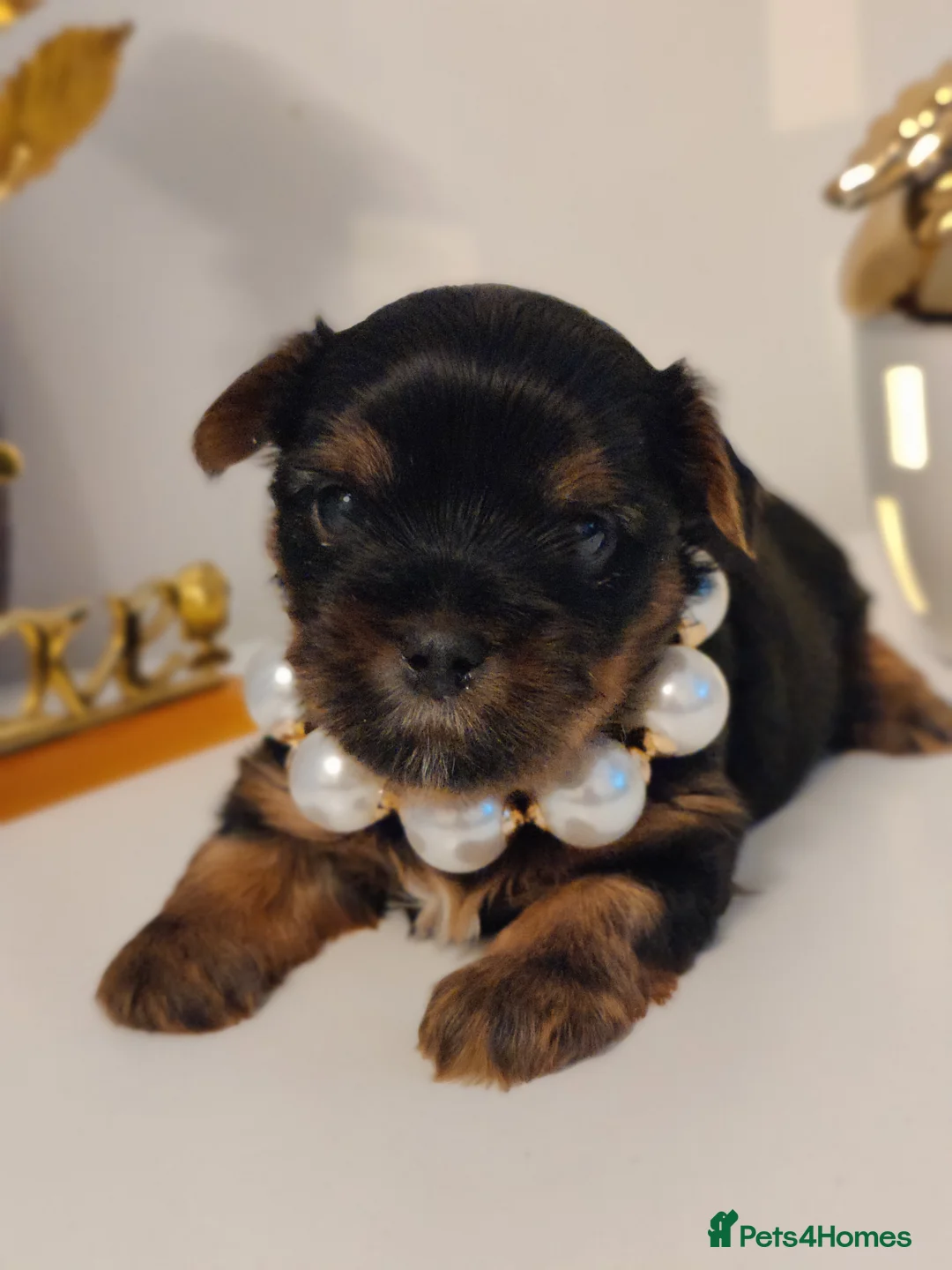 Yorkshire Terrier dogs for stud:  PEDIGREE Yorkshire terrier for STUD  in Hull - Advert 28